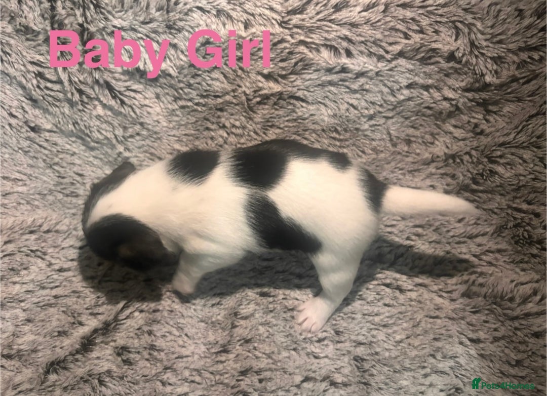 Mixed Breed dogs for sale: 6 Jack Russell x Yorkshire Terrier Puppies  - Image 11