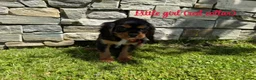 Cavalier King Charles Spaniel dogs for sale: Beautiful health tested cavalier King Charles  - Advert 12