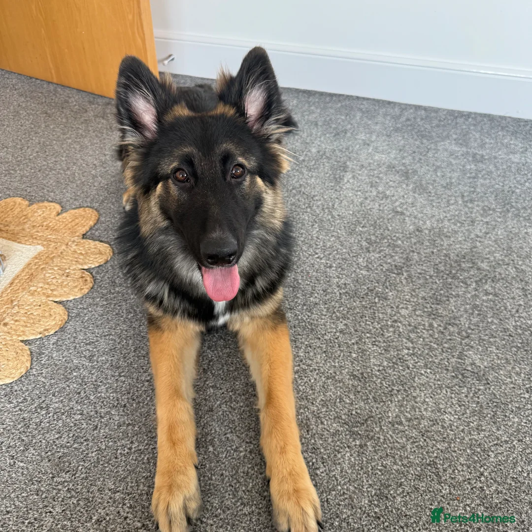 German Shepherd dogs for sale: Zeus is looking for a new home  - Advert 4