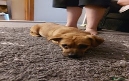 Jug dogs for sale: Moonie.  - Image 1