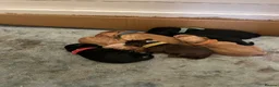 Mixed Breed dogs for sale: 3/4 cockapoo 1/4 frenchie  in Walsall - Advert 6