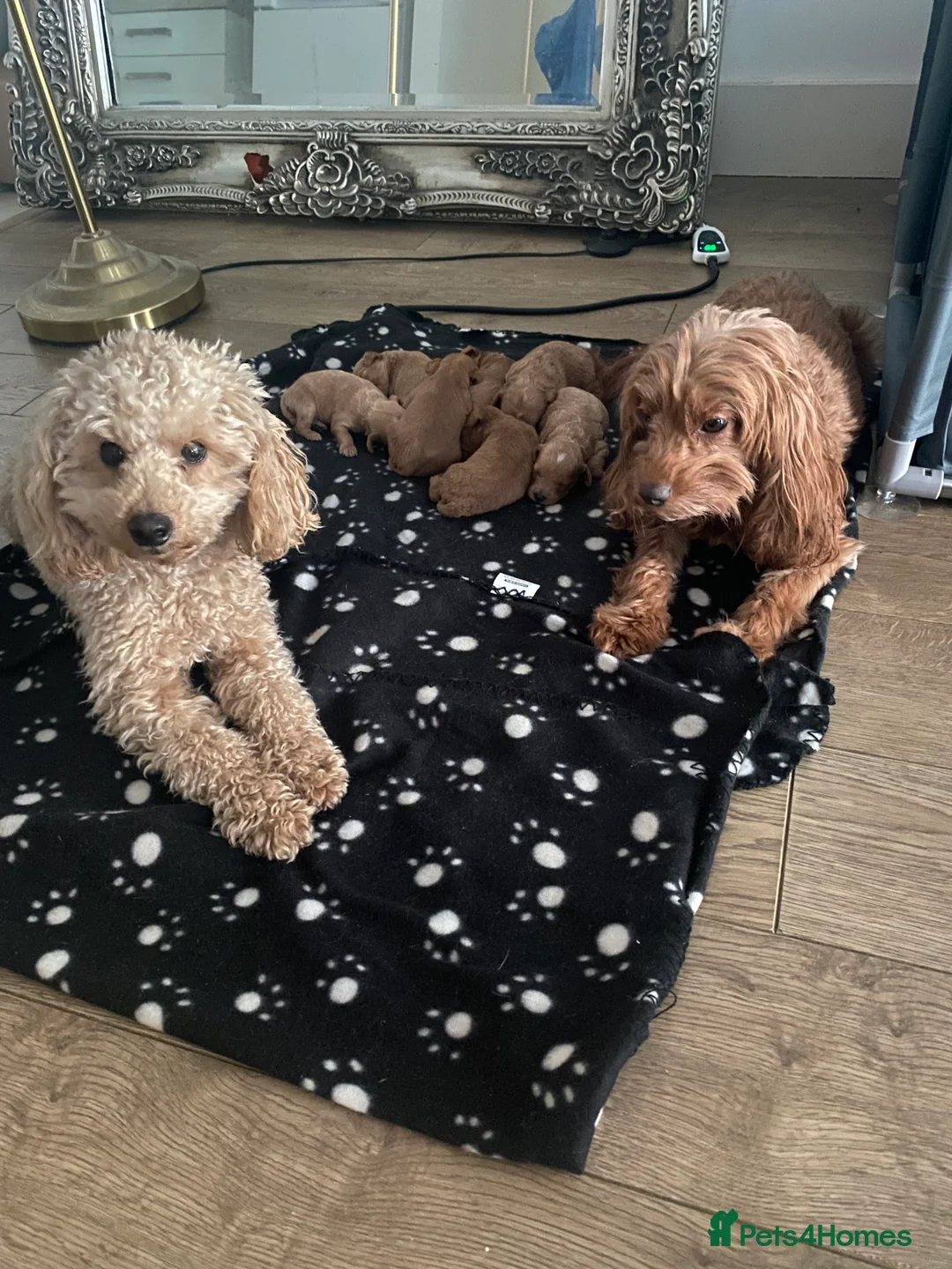 Cockapoo dogs for sale: Toy Poodle Cross Puppies, Mum & Dad Seen, London - Advert 21