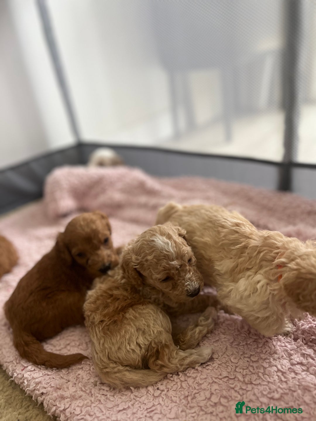 Mixed Breed dogs for sale: Cockapoochon Puppies.  - Image 21