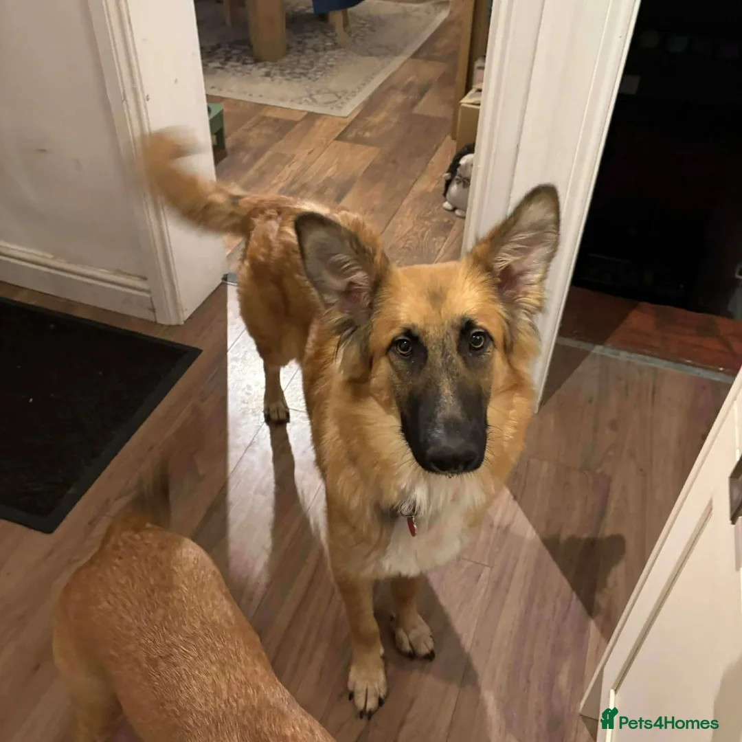 Mixed Breed dogs for adoption: Meet Yara – Our Pretty Girl with a Heart of Gold in Northampton - Advert 2