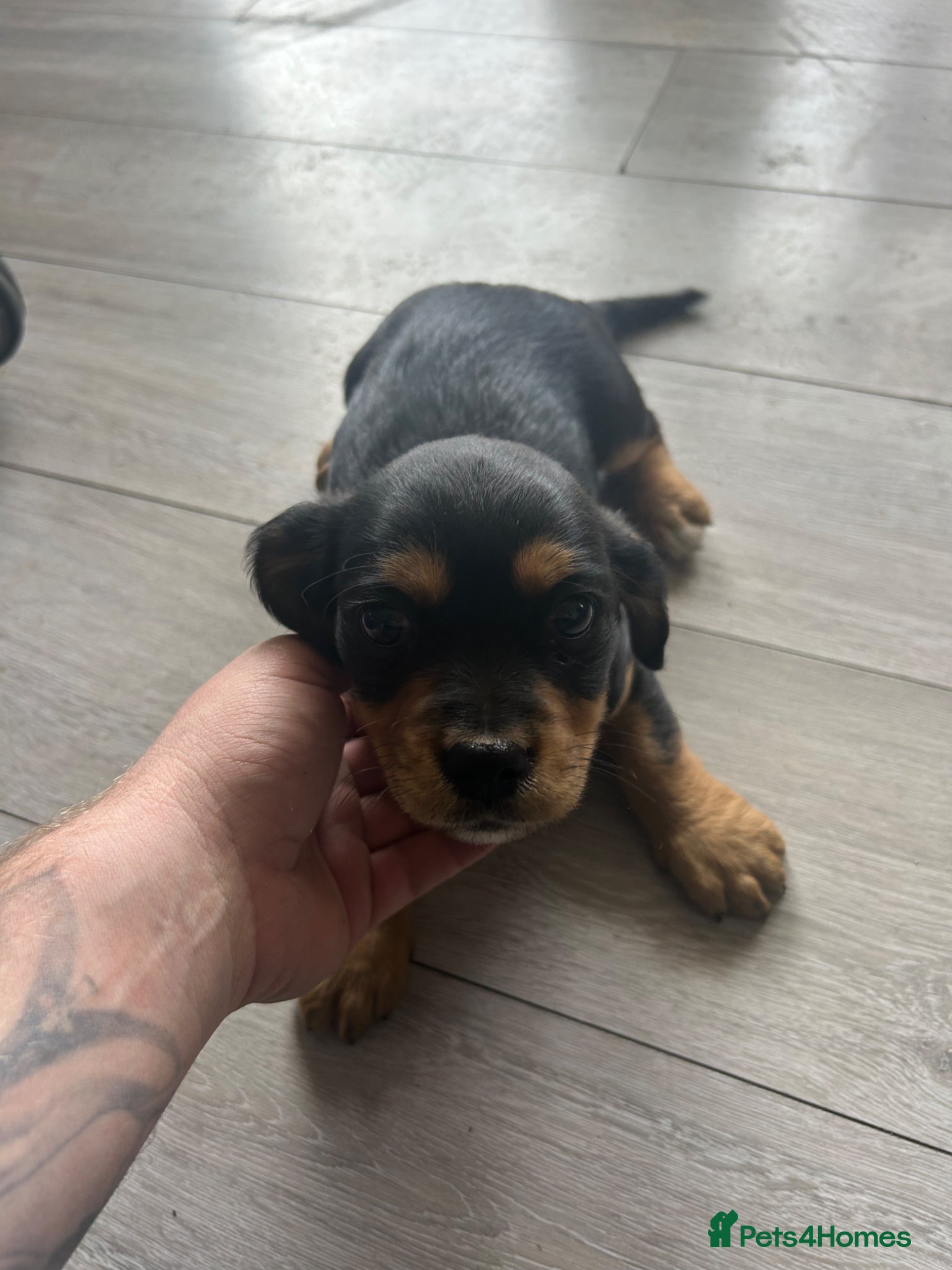 Mixed Breed dogs Beautiful Cavajack x Jack Russell Puppies For Sale - Advert 2