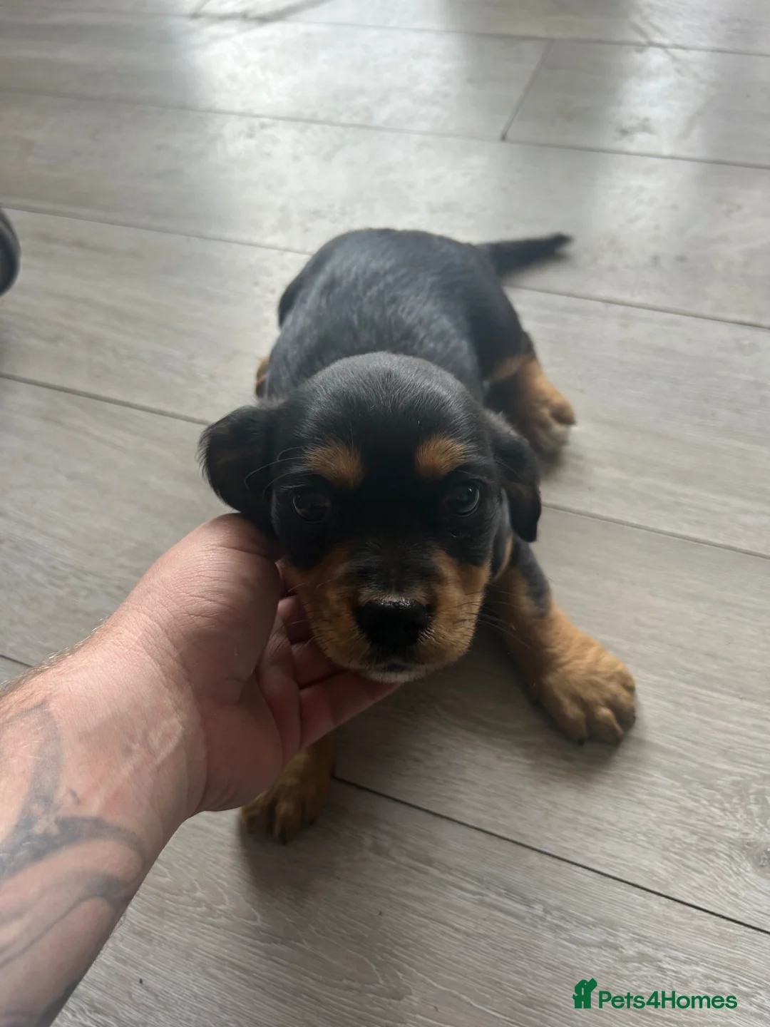 Mixed Breed dogs for sale: Beautiful Cavajack x Jack Russell Puppies For Sale in Oxford - Advert 2