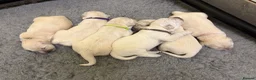 Golden Retriever dogs for sale: KC registered golden retriever puppies available  in Cambridge - Advert 7