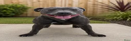 Staffordshire Bull Terrier dogs for sale: Bell adult female blue staff for sale  - Advert 4