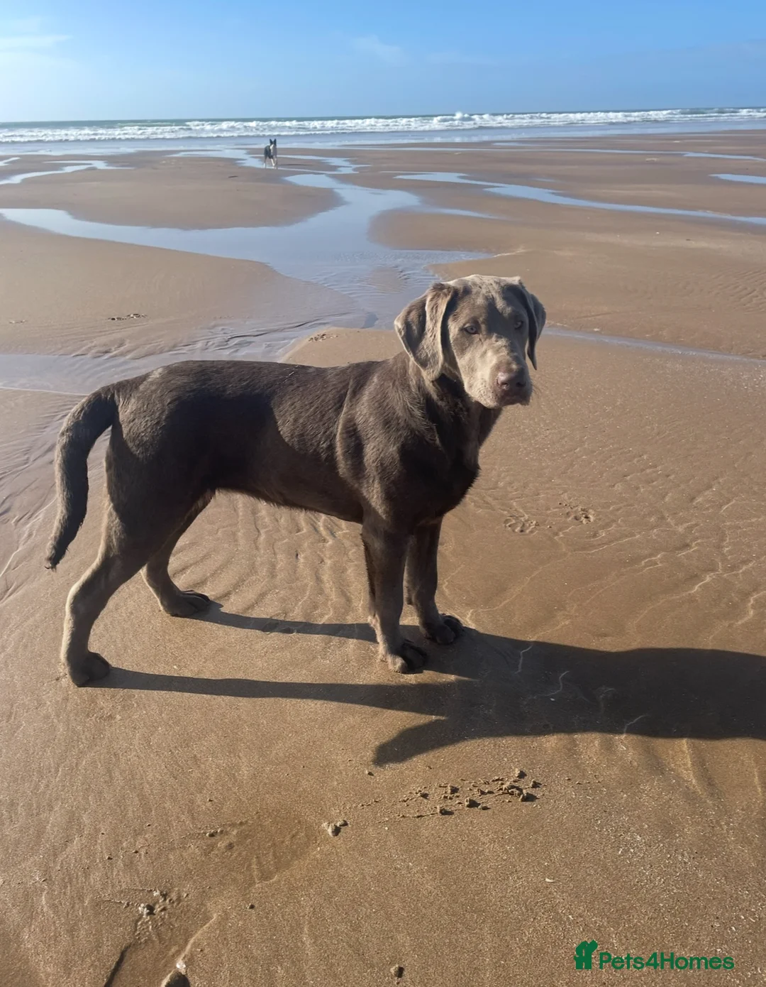 Labrador Retriever dogs for sale: ⭐️Gorgeous Kc Chocolate Labrador Puppies⭐️ - Advert 17