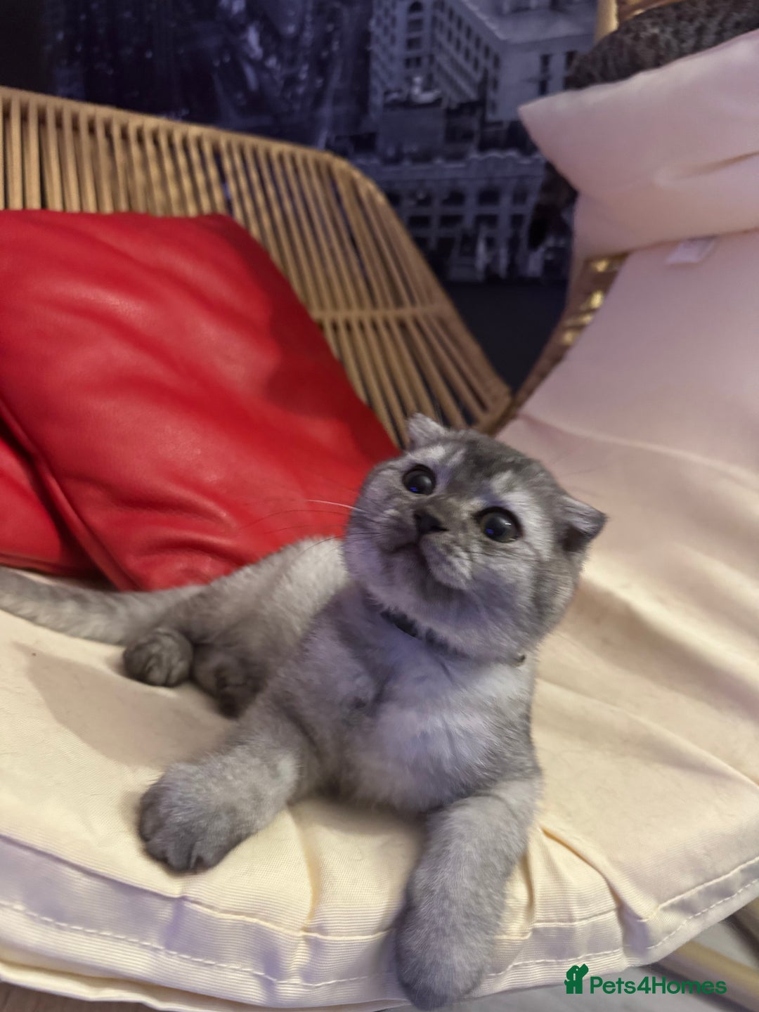 Scottish Fold cats for sale: Scottish Fold Kittens Variety of Colours - Image 39