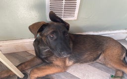 German Shepherd dogs for sale: Nova  - Image 4