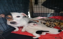 Jack Russell dogs for sale: Jack Russell puppies - Image 7