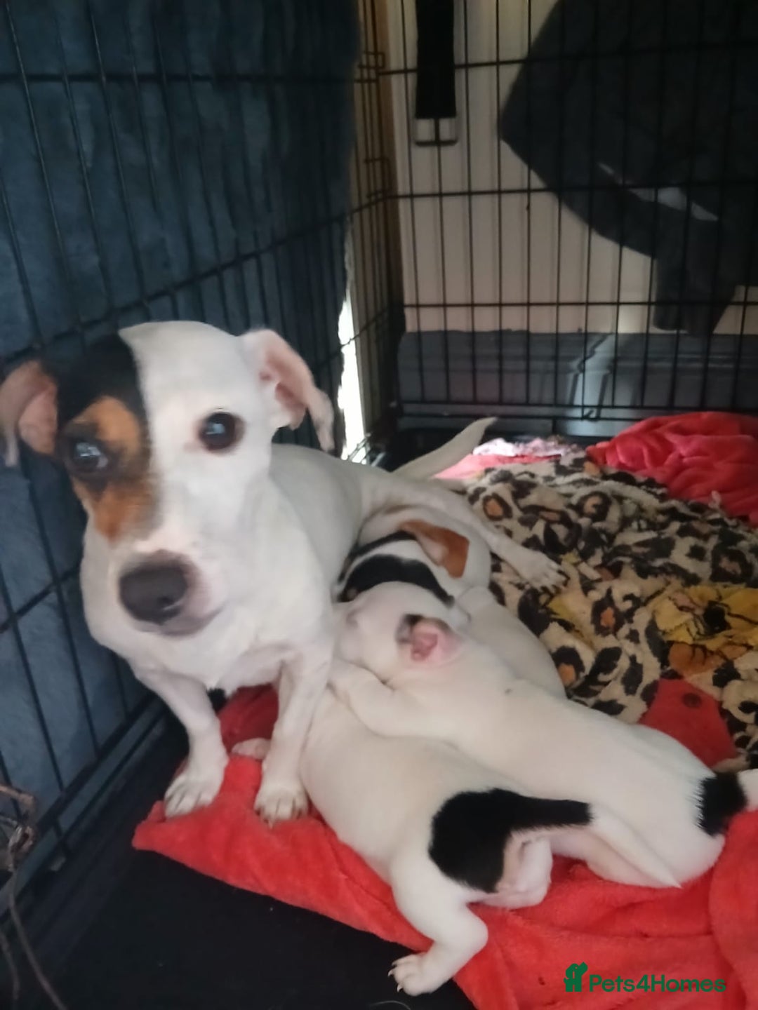 Jack Russell dogs for sale: Jack Russell puppies - Image 7