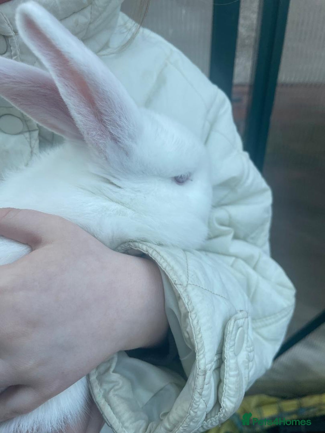 New Zealand rabbits for sale: New Zealand Kits - Waiting List - Advert 3