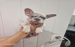 French Bulldog dogs for sale: ⭐️⭐️⭐️⭐️litter of 6 Beautiful french bulldogs 😍🏠 in Southampton - Image 1