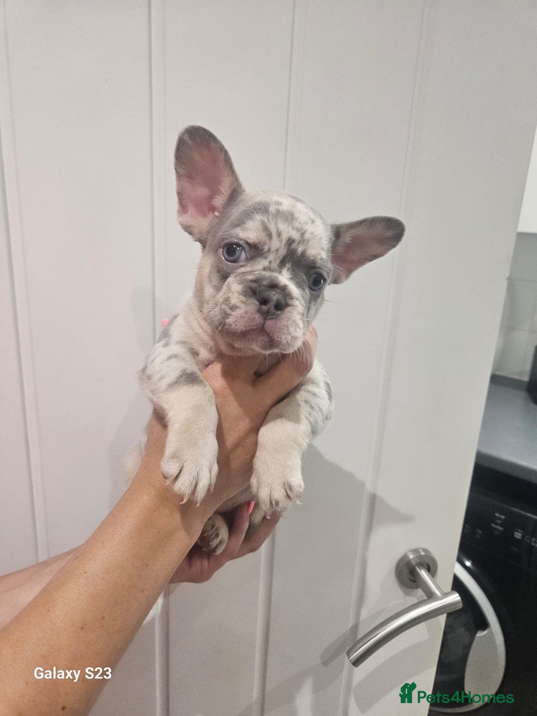 French Bulldog dogs for sale: ⭐️⭐️⭐️⭐️litter of 6 Beautiful french bulldogs 😍🏠 in Southampton - Image 1