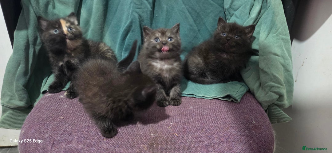 Ragdoll cats for sale: Ragdoll cross kittens  - Image 3