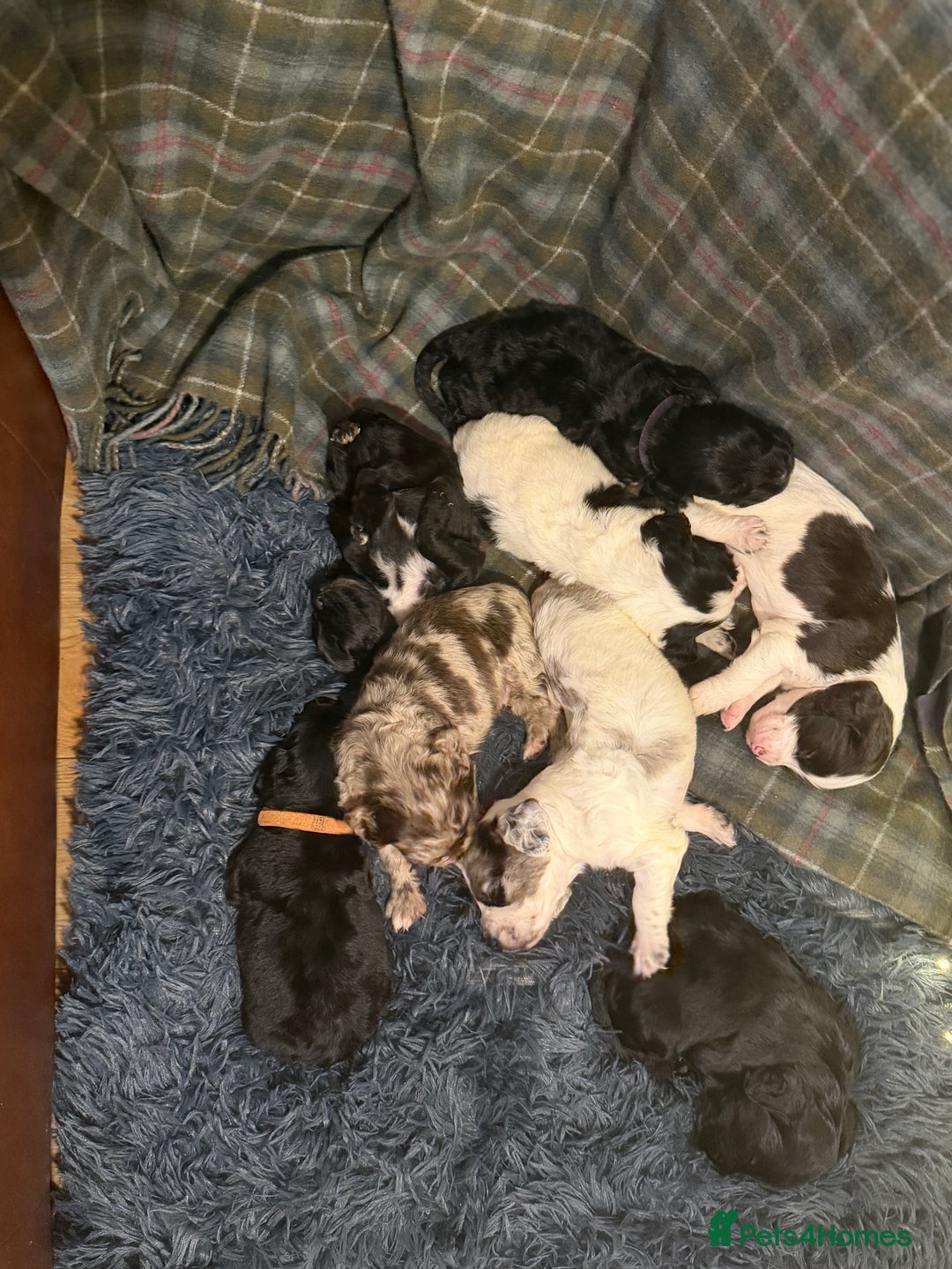 Cocker Spaniel dogs for sale: Cocker Spaniel Merle Puppies  - Advert 18