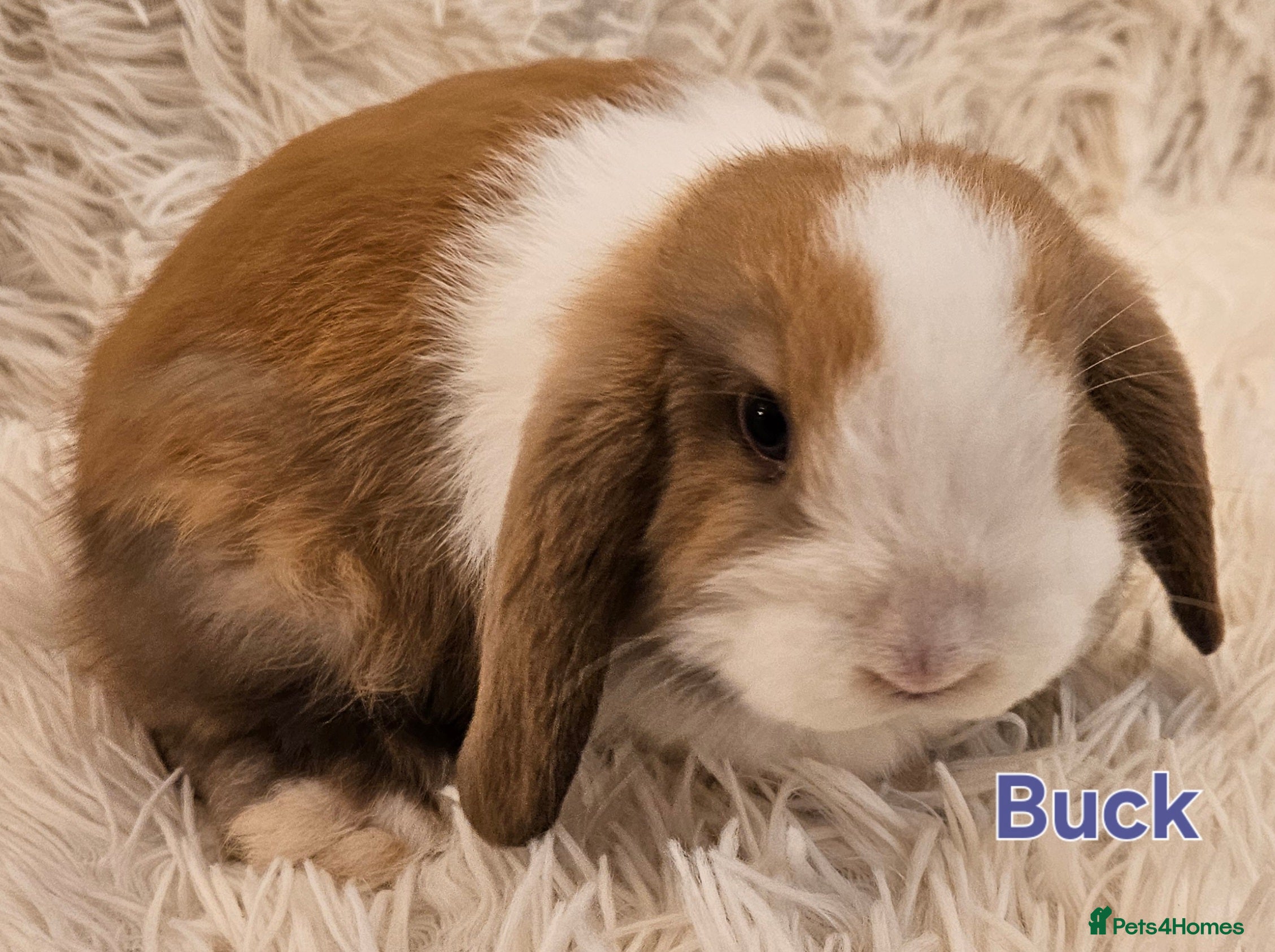 Mini Lop rabbits READY TO COLLECT from the 20th March 2026 - Advert 1
