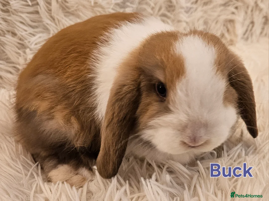 Mini Lop rabbits for sale: READY TO COLLECT from the 20th March 2026 - Advert 8