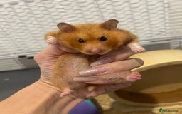 Chinchilla rodents for sale: Hamster Syrian and Full set up!  - Image 4