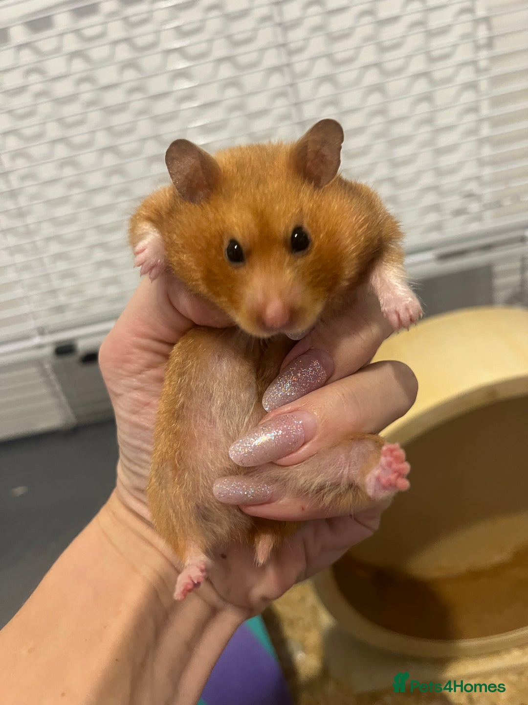 Chinchilla rodents for sale: Hamster Syrian and Full set up!  - Image 4
