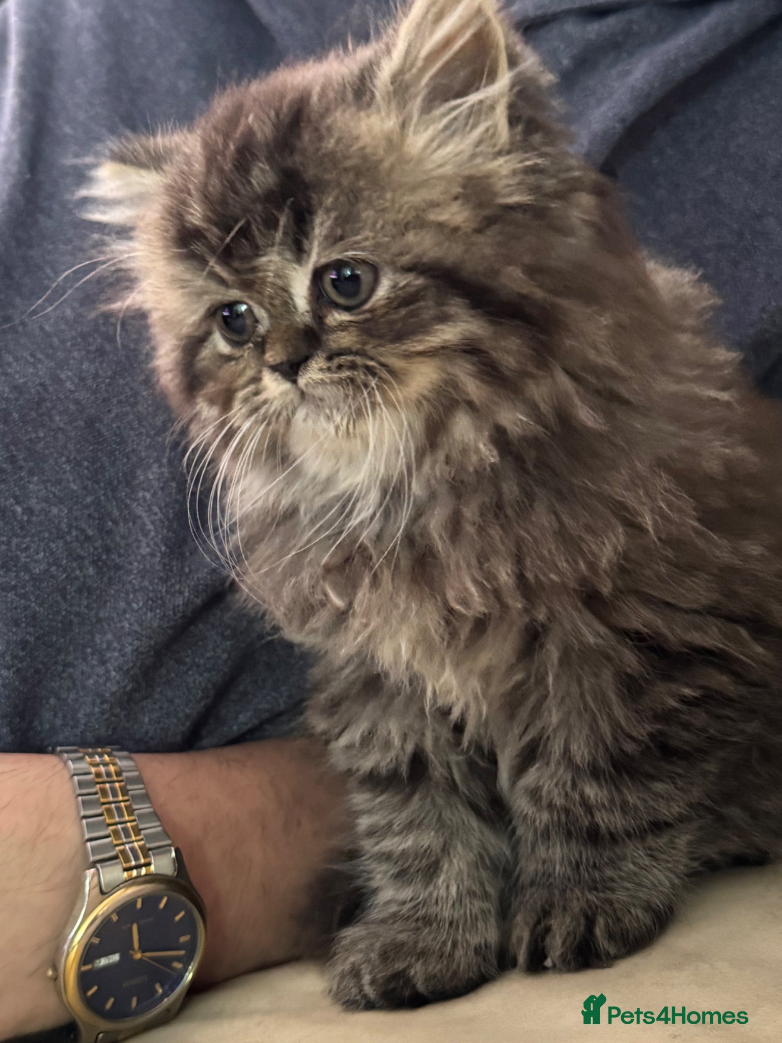 Persian cats for sale: Persian chinchilla  - Advert 13