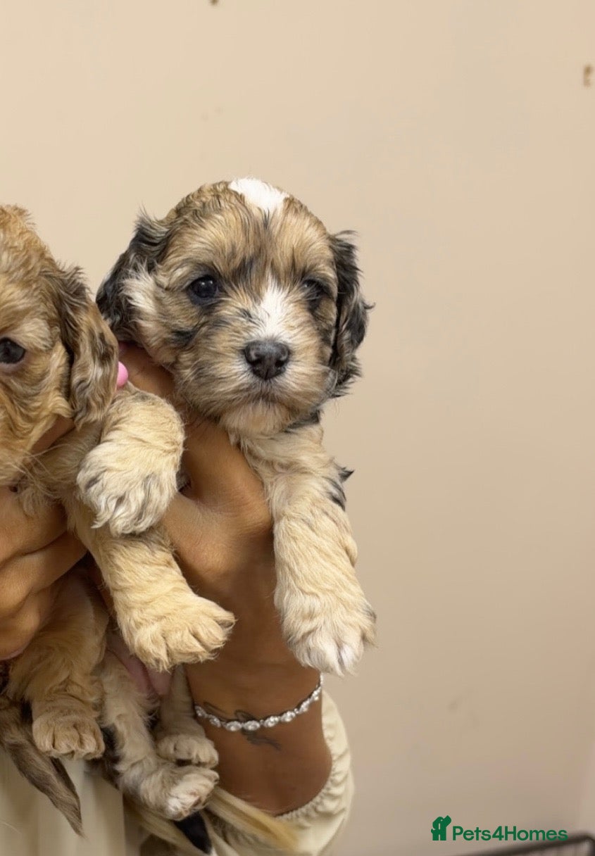 Cockapoo dogs for sale: F1 Merle cockapoo puppies 🤎 - Advert 6