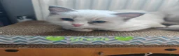 Ragdoll cats for sale: 6 beautiful pure ragdoll kittens - Advert 2