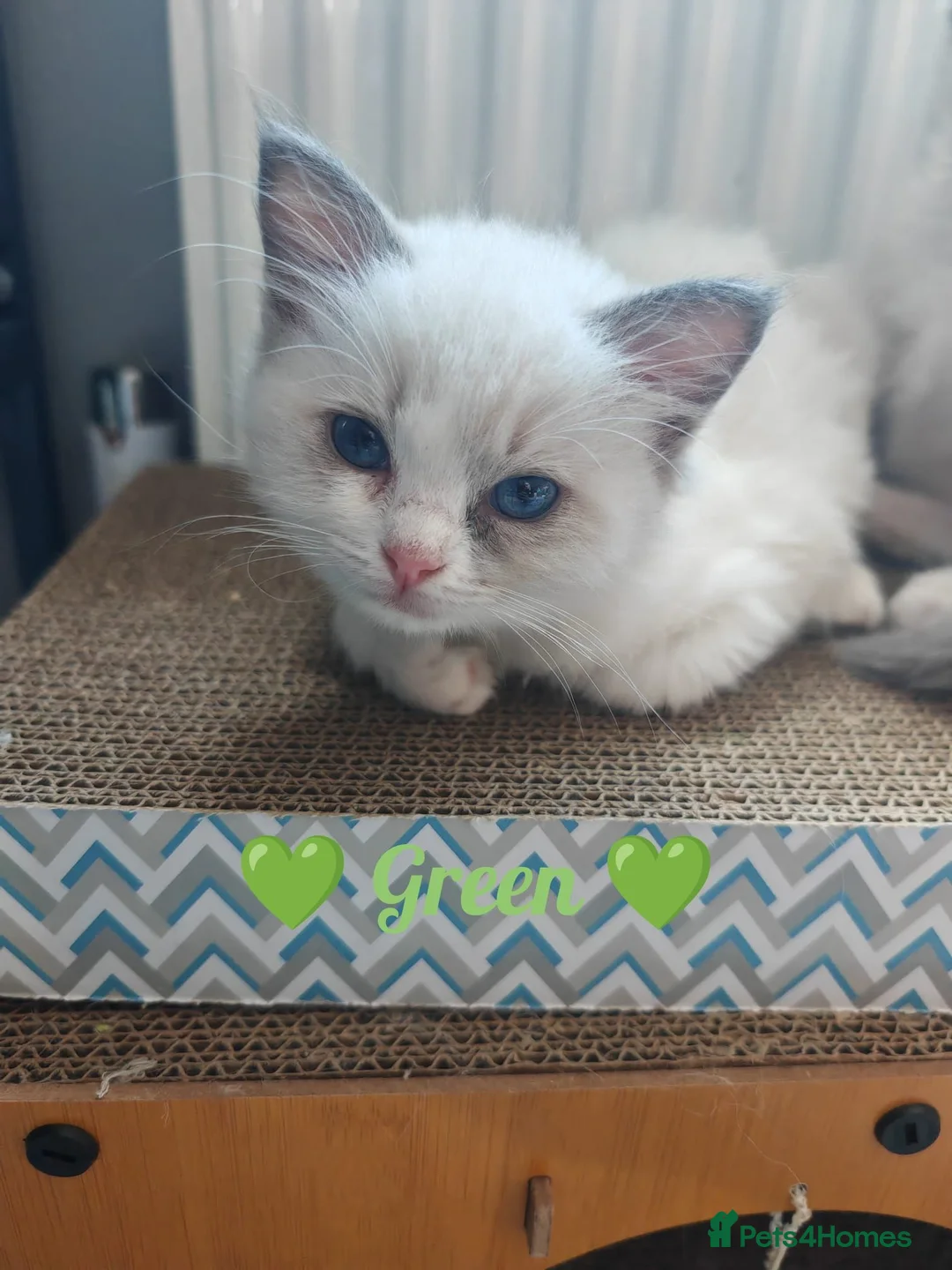 Ragdoll cats for sale: 6 beautiful pure ragdoll kittens - Advert 2