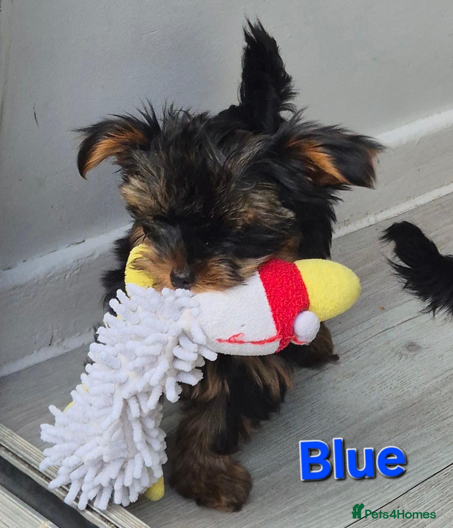 Yorkshire Terrier dogs 🐾 Beautiful Yorkshire Terrier Girls - Advert 2