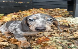 Miniature Dachshund dogs for sale: Beautiful 10 week old dapple pups available  - Image 8