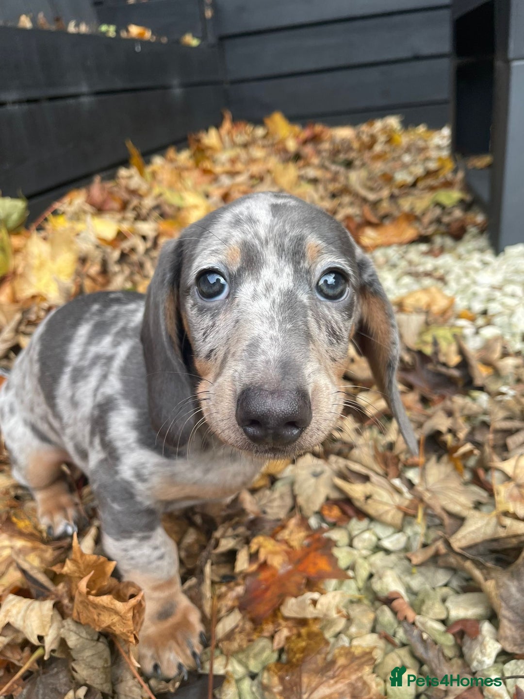 Miniature Dachshund dogs for sale: Beautiful 10 week old dapple pups available  - Image 8