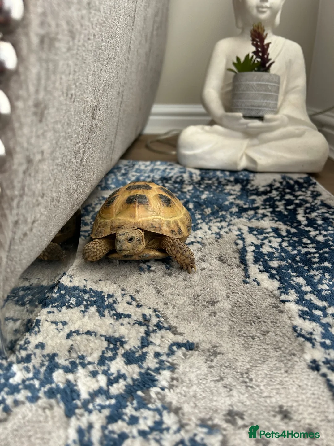 Tortoise reptiles for sale: Horsefield Tortoise  in Accrington - Advert 1