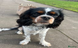 Cavalier King Charles Spaniel dogs for stud: Cavalier King Charles for stud  - Image 2