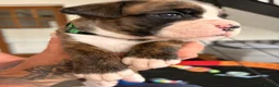 Boxer dogs for sale: 9 Beautiful Boxer Puppies - Advert 7