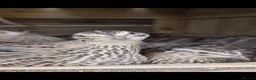 Quail poultry for sale: 🐣 Live Coturnix Jumbo Quail for Sale 🐣 - Advert 9
