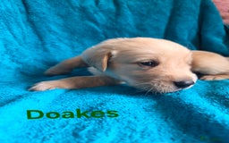 Goldador dogs for sale: Goldador Puppy 5 - Kitanas puppies  - Image 28
