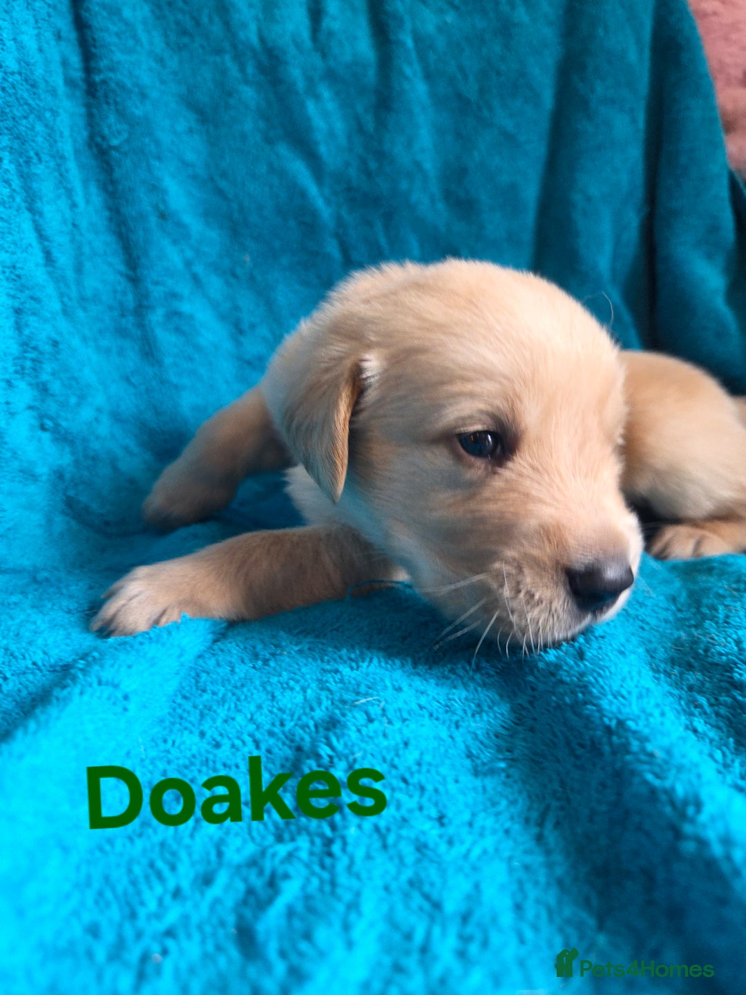 Goldador dogs for sale: Goldador Puppy 5 - Kitanas puppies  - Image 28