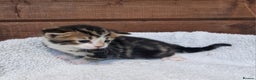 Mixed Breed cats for sale: 3 Gorgeous Kittens - Advert 14
