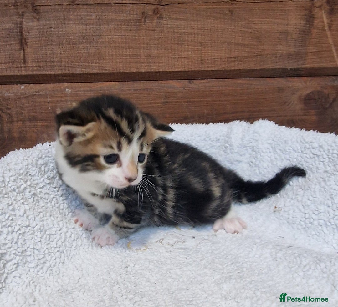 Mixed Breed cats for sale: 3 Gorgeous Kittens - Advert 14