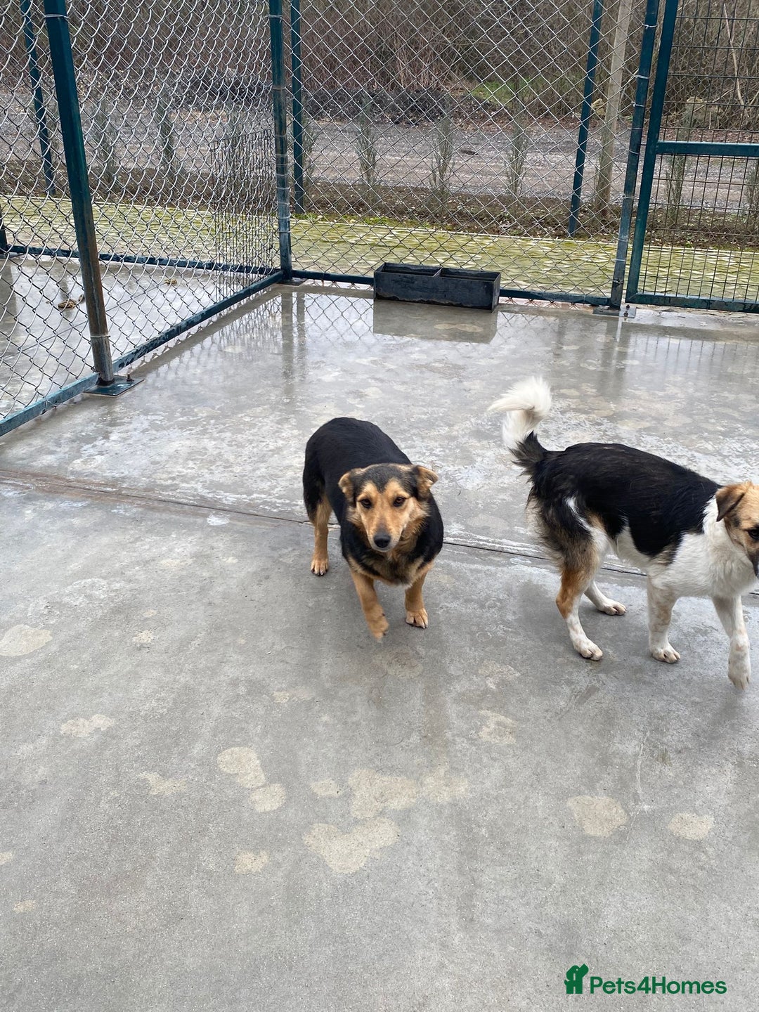 Mixed Breed dogs for adoption: Rolly Rose, 4 yrs approx. Available for adoption. - Advert 4