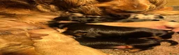 Cockapoo dogs for sale: ⭐️ BEAUTIFUL F1 TOY COCKAPOOS ⭐️ - Advert 6