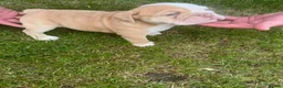 English Bulldog dogs for sale: Dwkc registered mearle pups - Advert 7