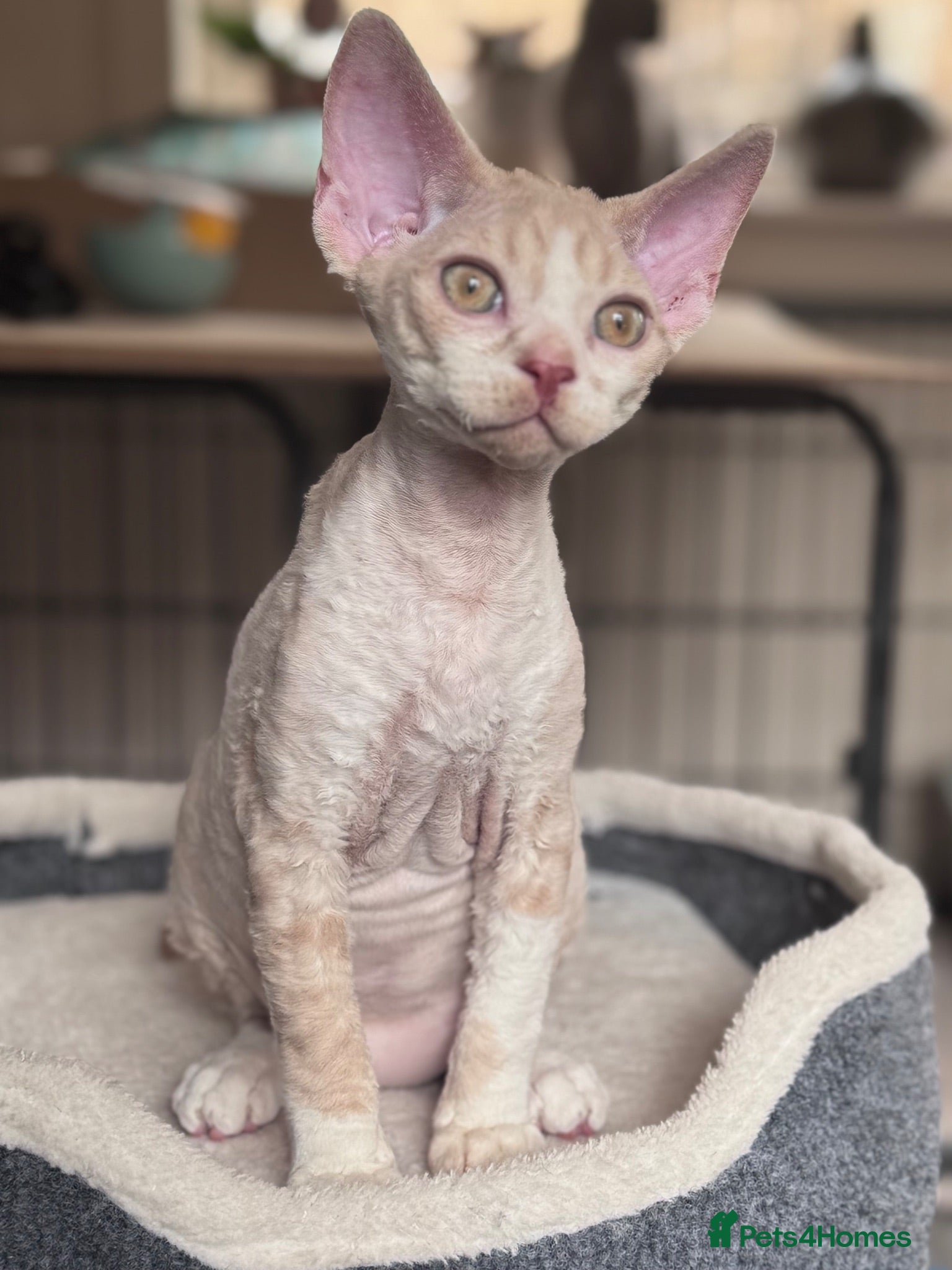 Devon Rex cats Fantastic pedigree Devon Rex kittens  - Advert 5