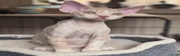 Devon Rex cats for sale: Fantastic pedigree Devon Rex kittens  - Advert 3