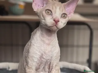 Devon Rex cats Fantastic pedigree Devon Rex kittens - Advert 5