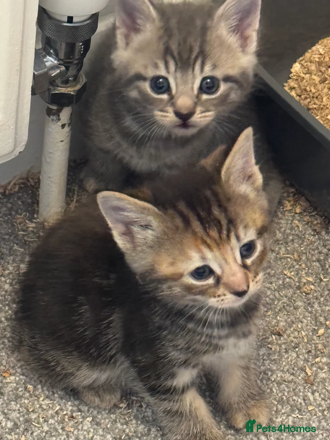 Mixed Breed cats for sale: Gorgeous little girl Tabby/Ginger - Advert 3