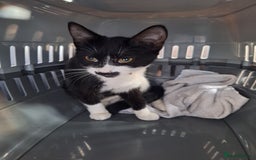 Domestic Shorthair cats for sale: Black and white female kitten  - Image 4