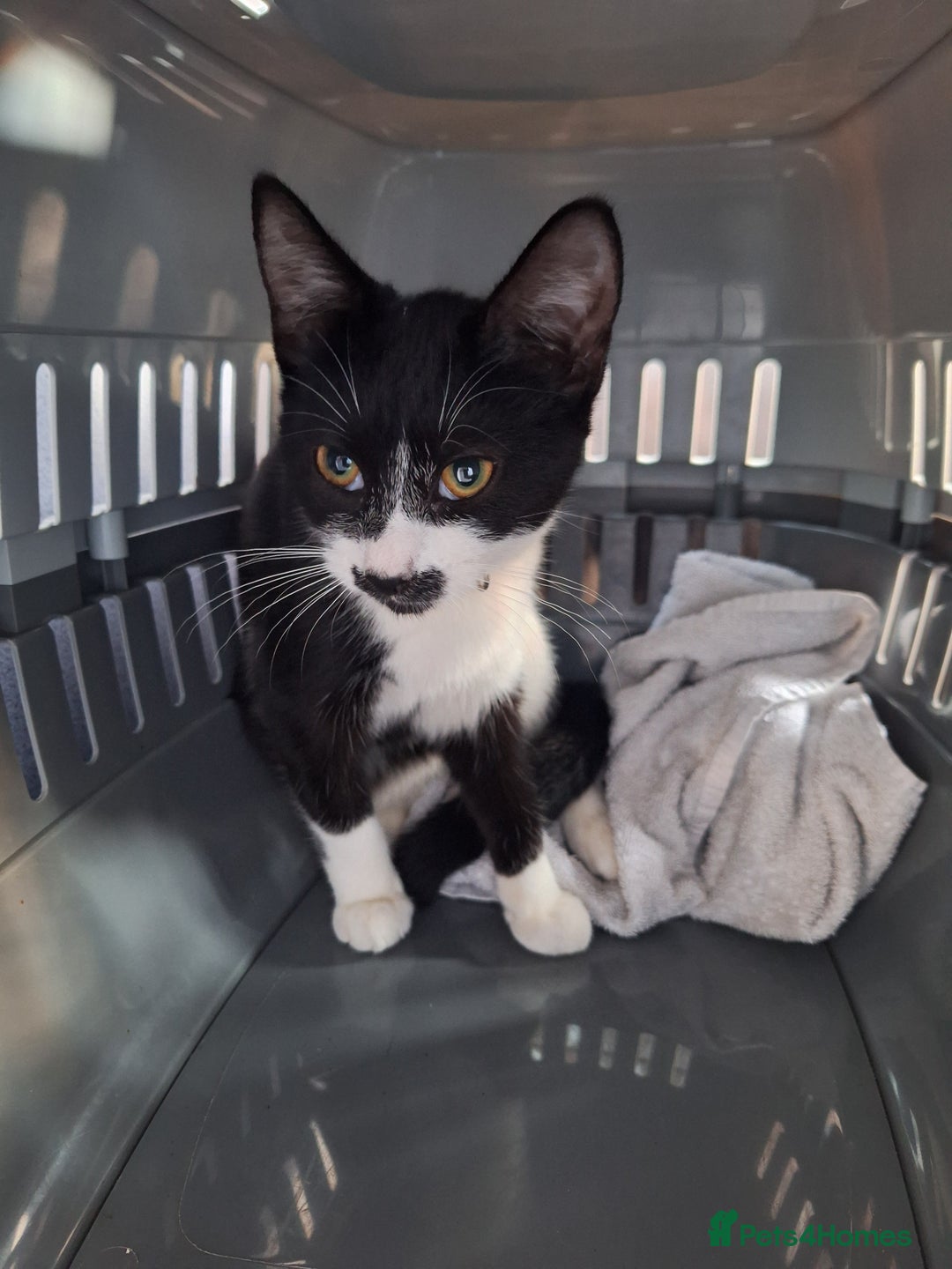 Domestic Shorthair cats for sale: Black and white female kitten  - Image 4